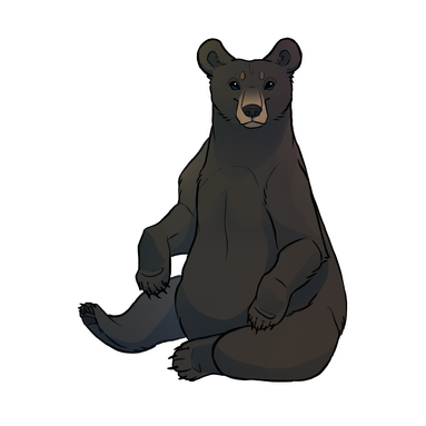 ours noir