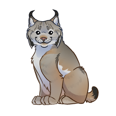 lynx du canada